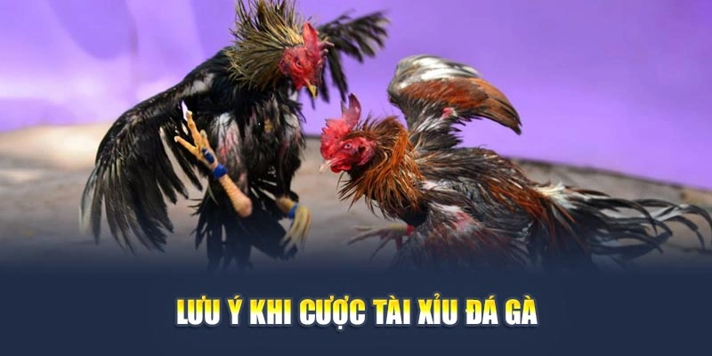 Lưu ý khi cược tài xỉu đá gà