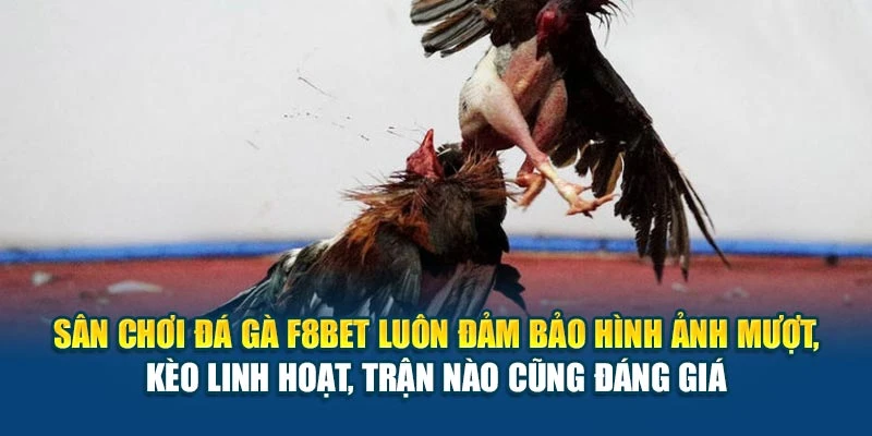Sân chơi đá gà F8BET luôn đảm bảo hình ảnh mượt, kèo linh hoạt, trận nào cũng đáng giá